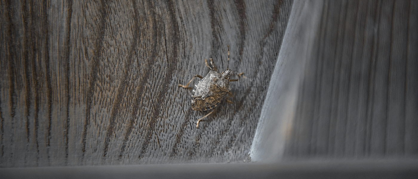 Pro Tips on Cleaning Up Stink Bugs