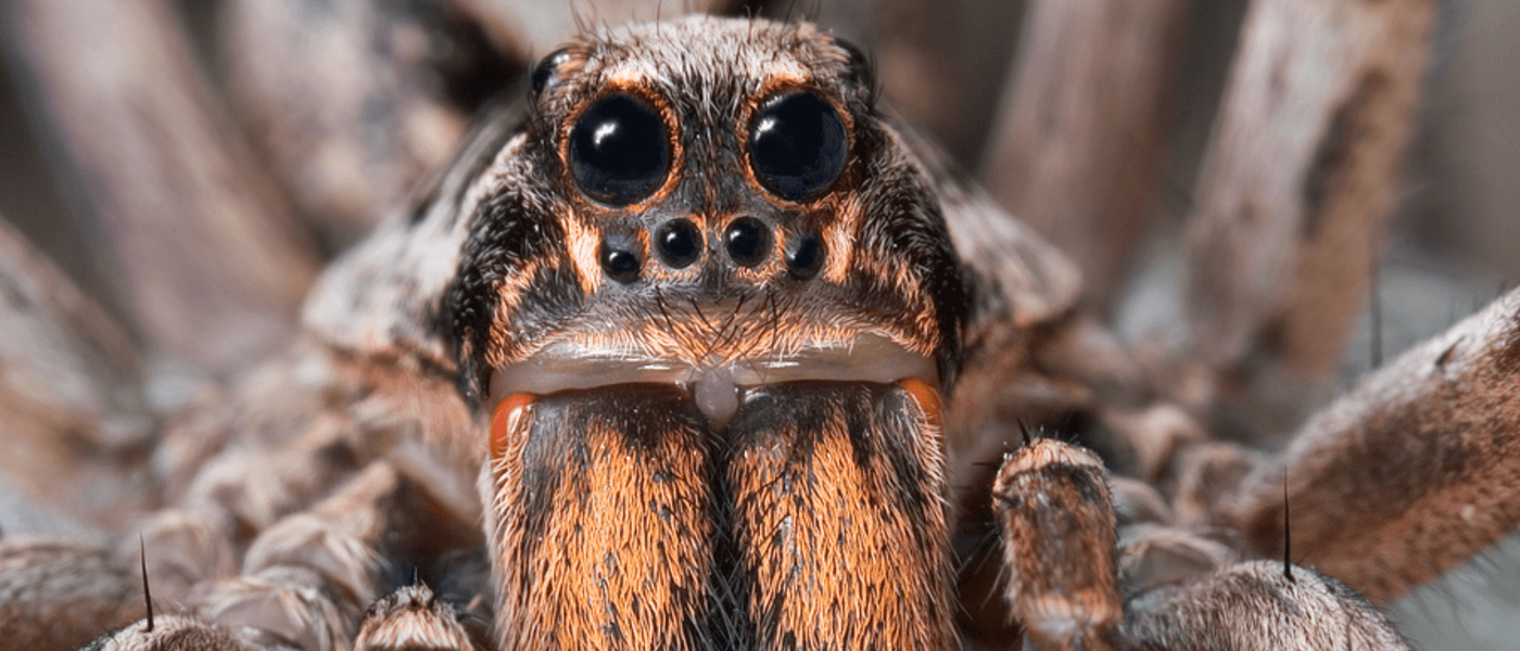Seeing Spiders? You’re Not Alone.