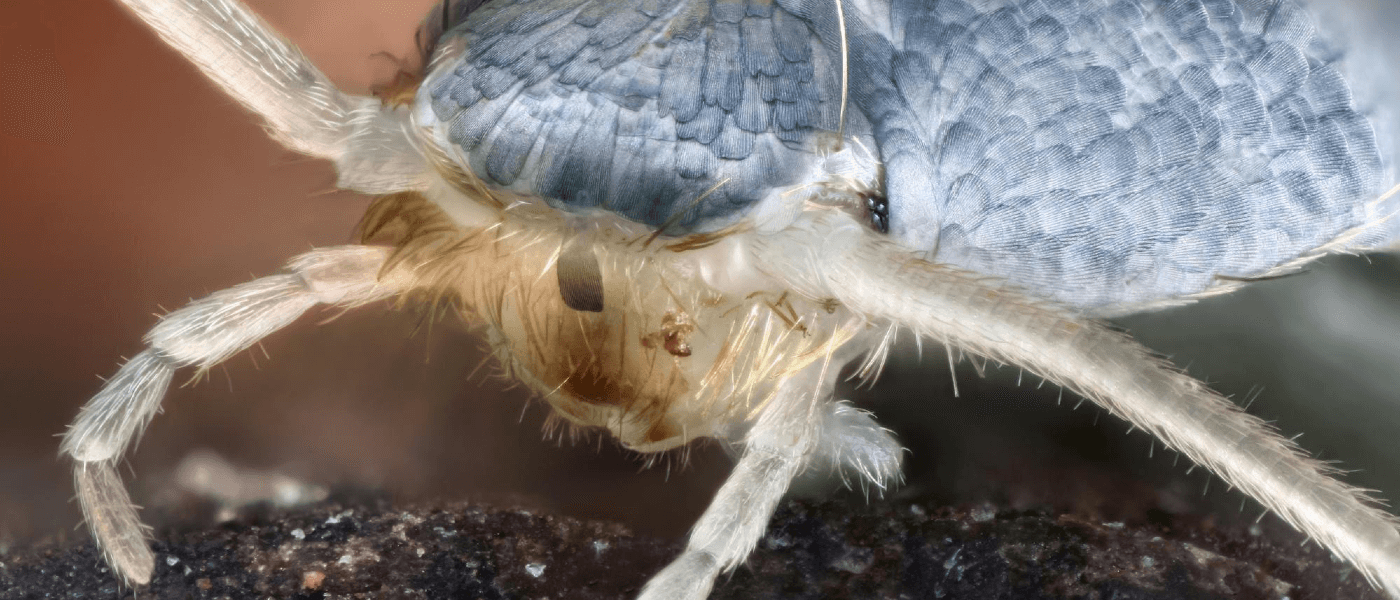 Close-up image of a silverfish