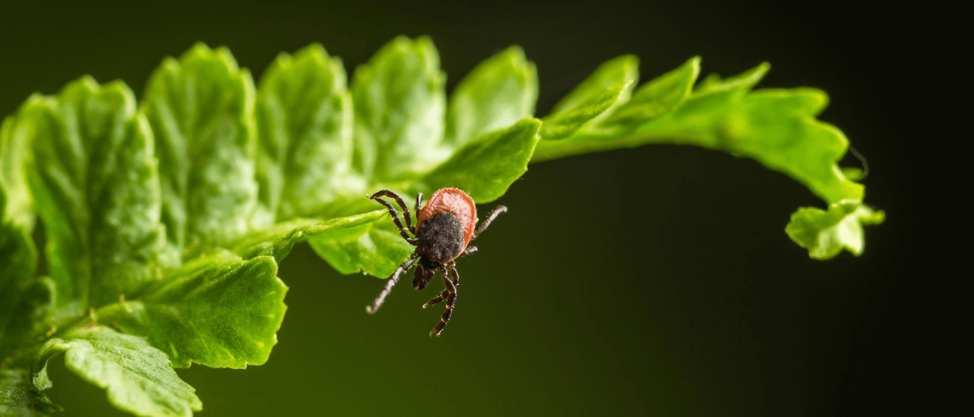 The Best Way to Naturally Reduce the Tick Population in Your Yard
