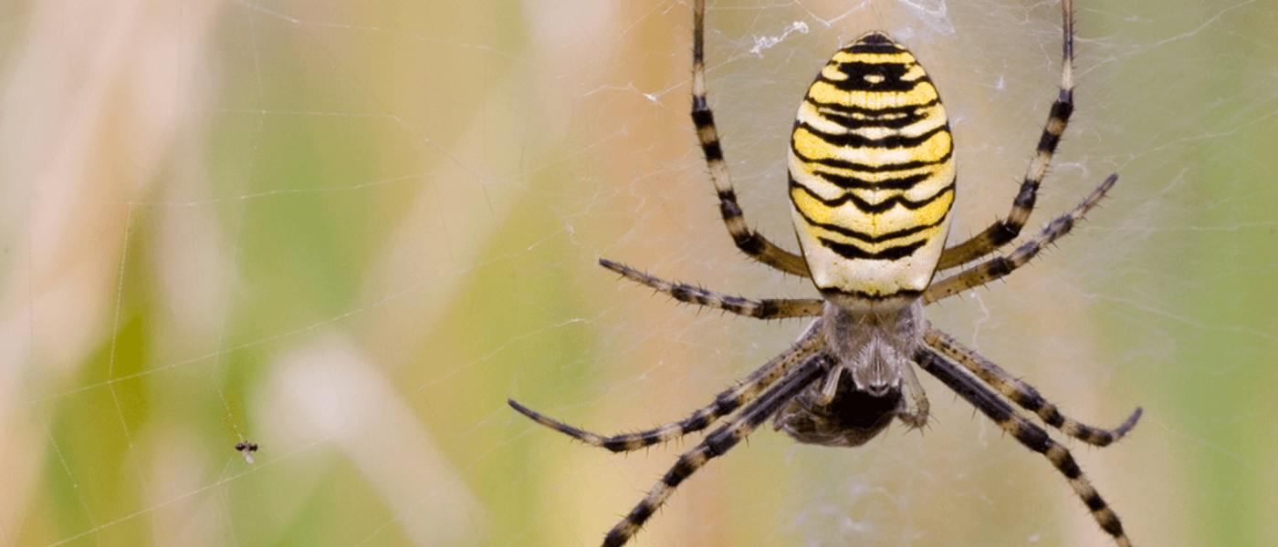 The Real Debate: Are Spiders Bugs?