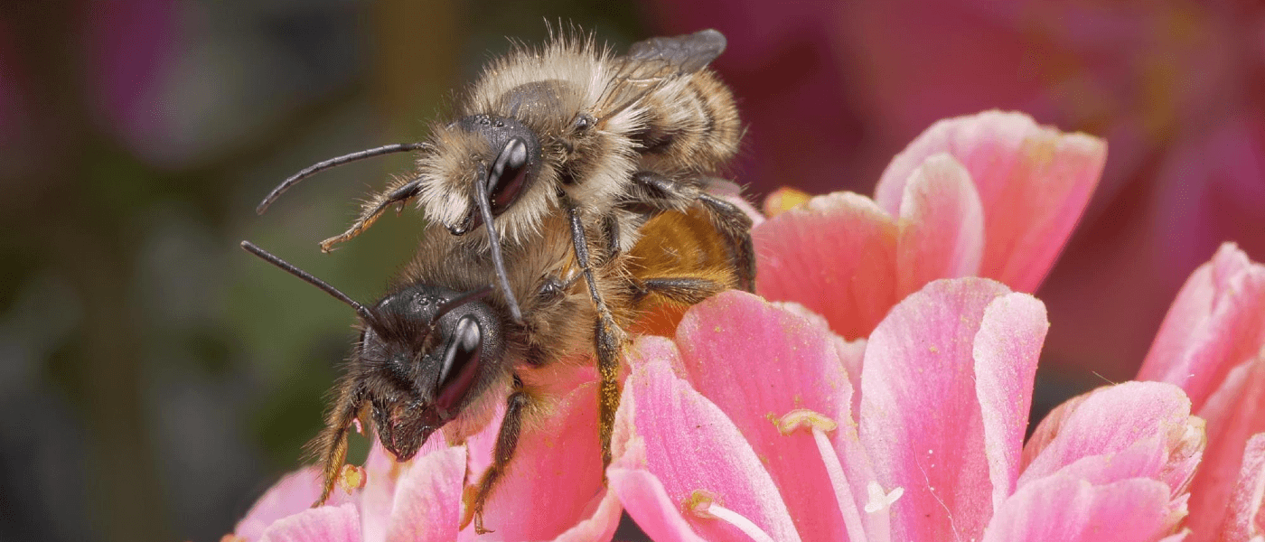 Bees on a flower engaging in unromantic acts