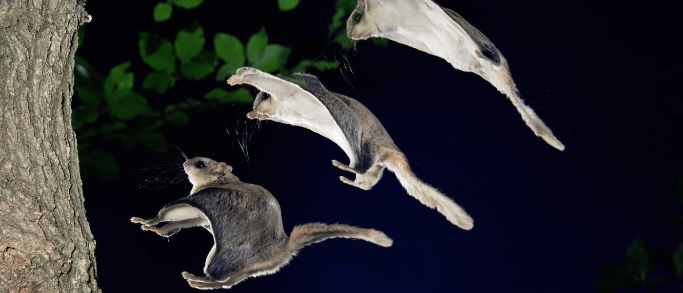 Time to Evict the Flighty Tenants | JP Pest Services Time to Evict the Flighty Tenants | JP Pest Services