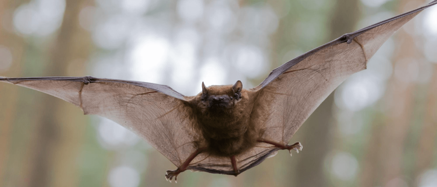 What Do Bats Have to Do with Coronavirus?