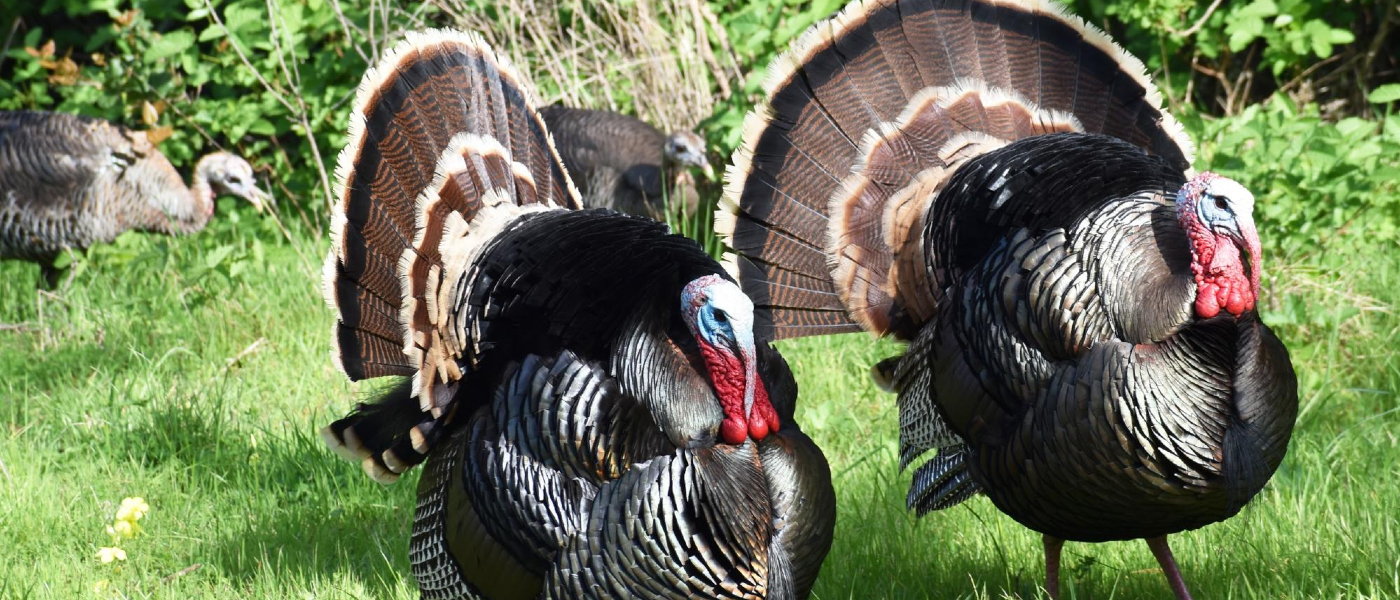 What Do Turkeys Have to Do with Pest Control?