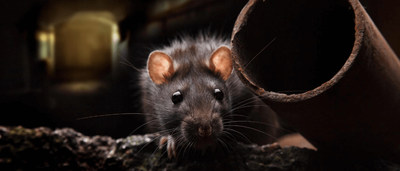 An urban rat crawling through pipes