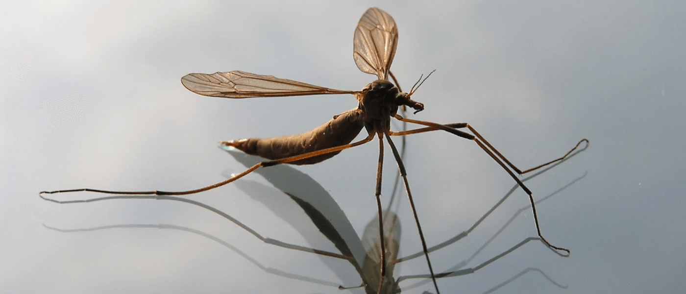 What's With the Giant Mosquitoes?