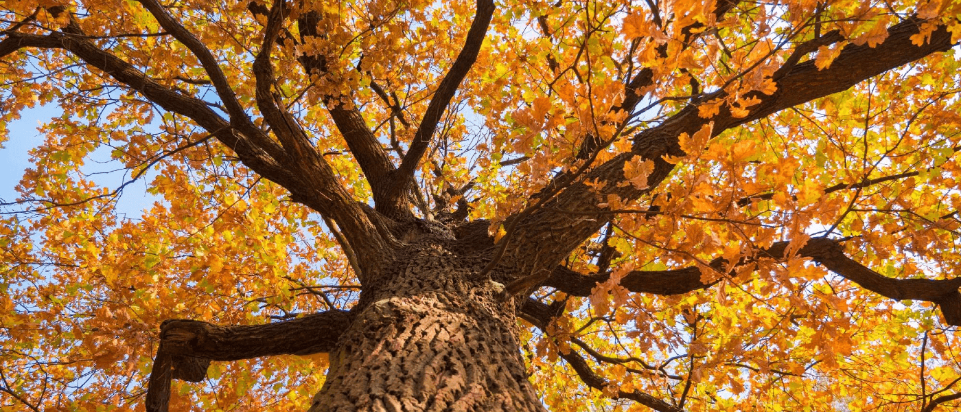 A tree with fall foliage 