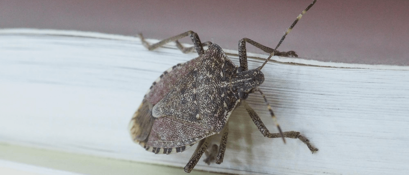 Why Stink Bugs Invade Every Year (And What You Can Do About It)