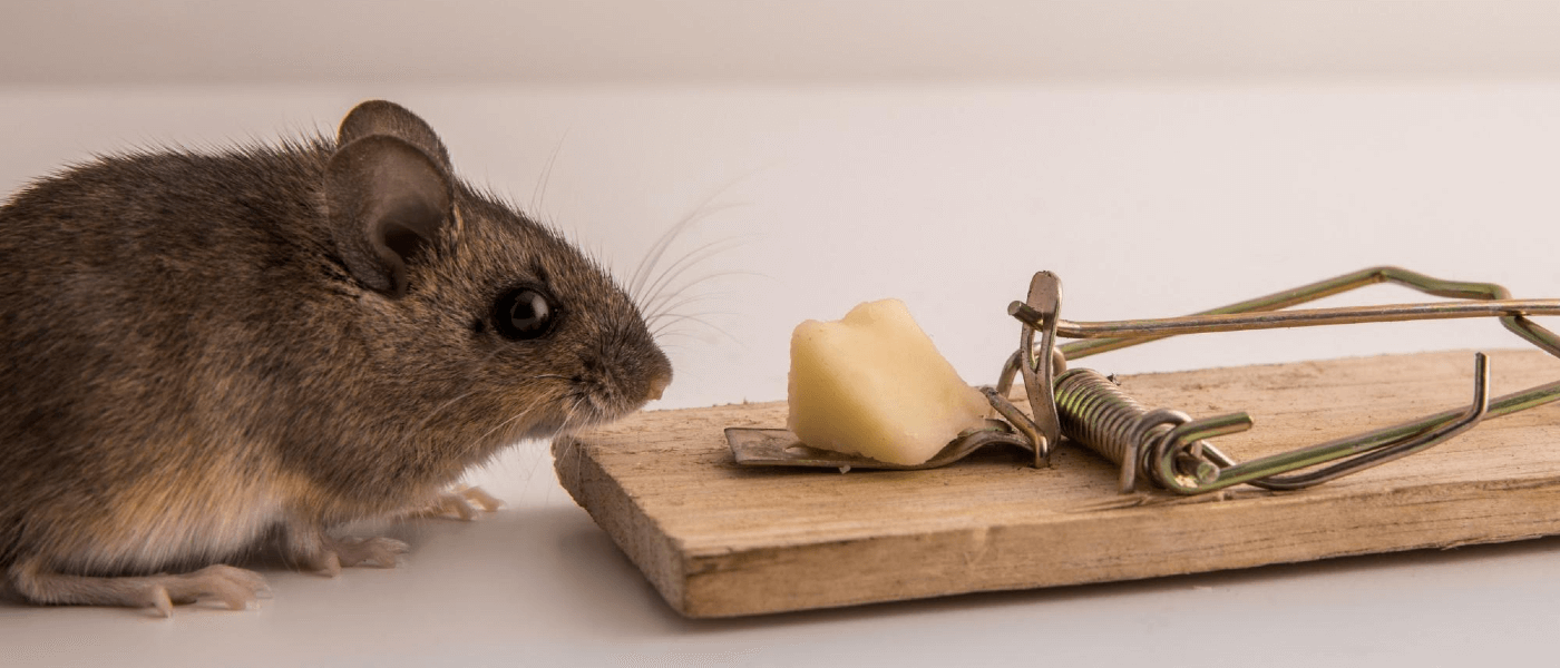 Why You'll Never See Cheese in Our Mouse Traps