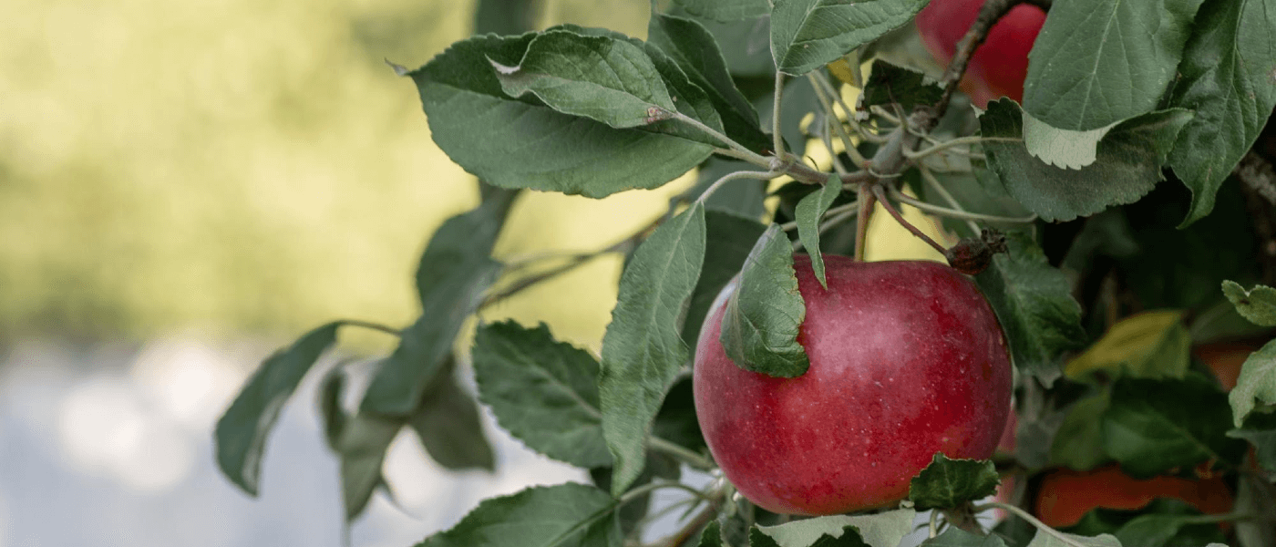 Worm in Your Apple? Meet the Top 3 Orchard Pests