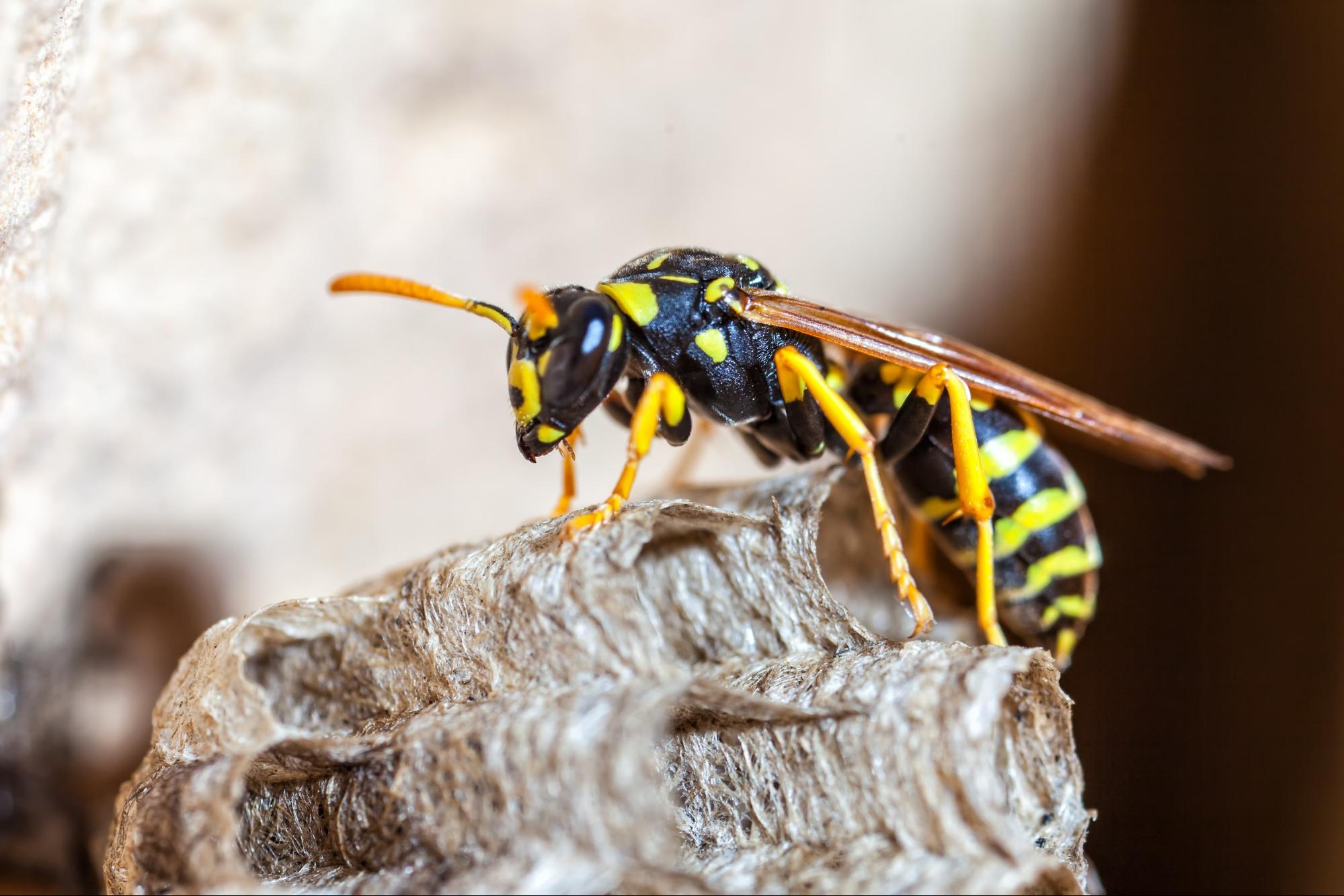 Wasp sitting on nest, surrounded by a blurred background.
