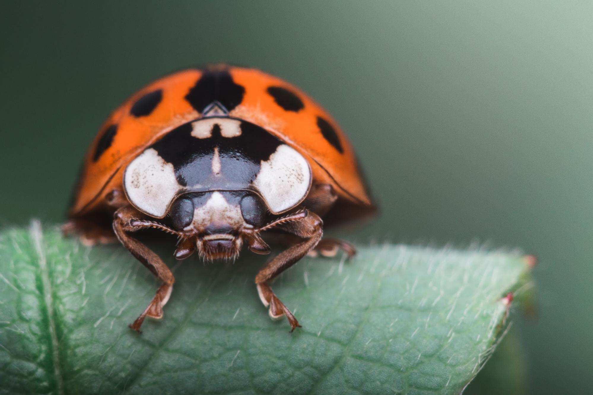 Ladybug resting on a green leaf, close-up view.