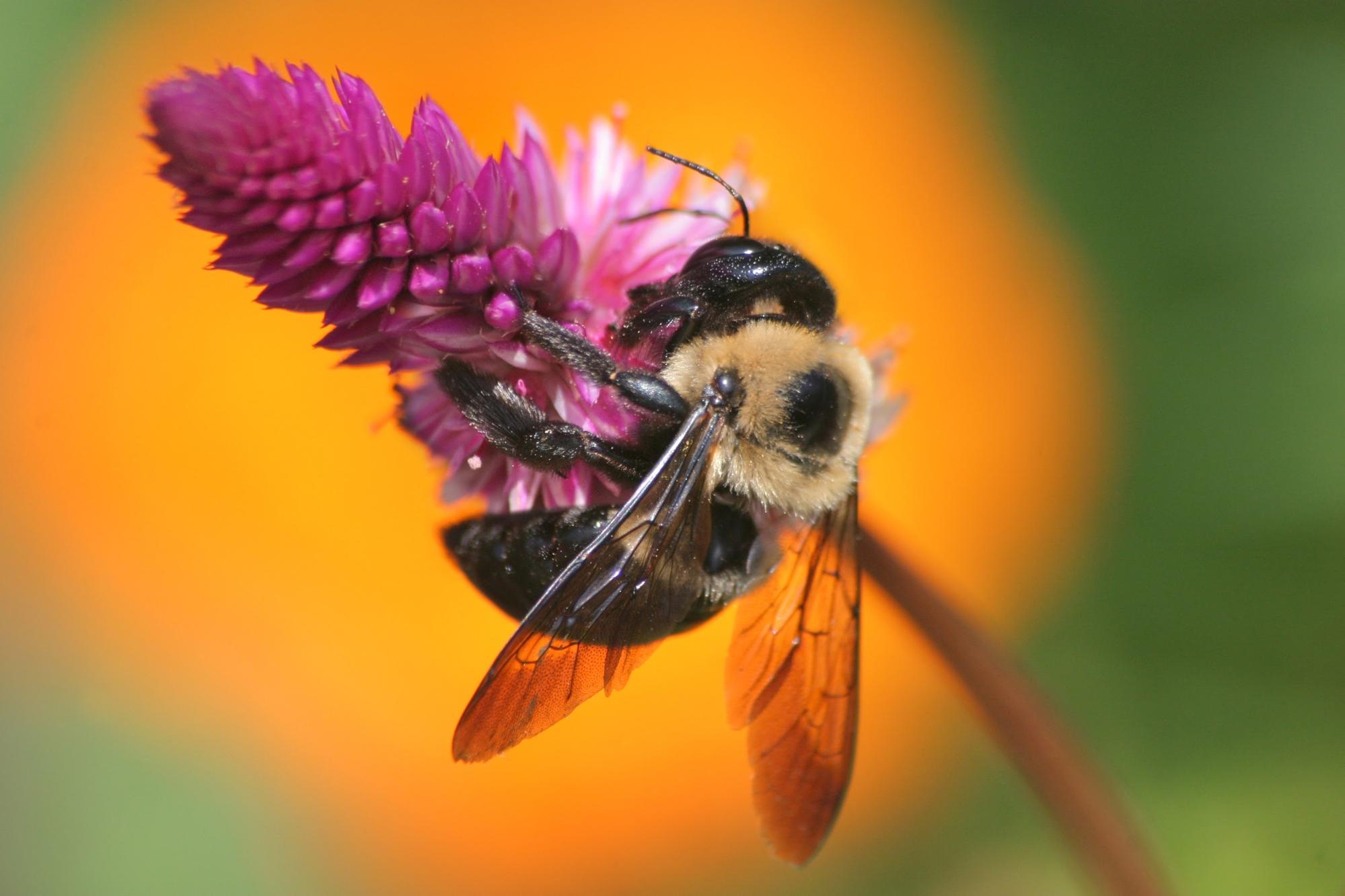 Bee collecting nectar from a pink flower, blurred background.