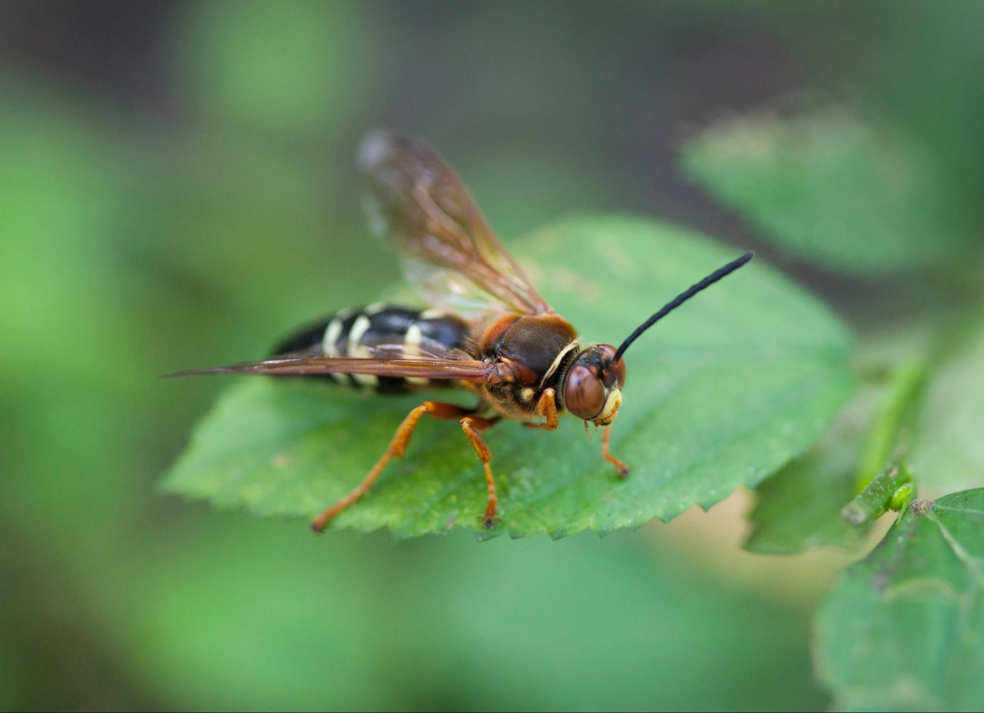 Wasp resting on a green leaf, outdoors.
