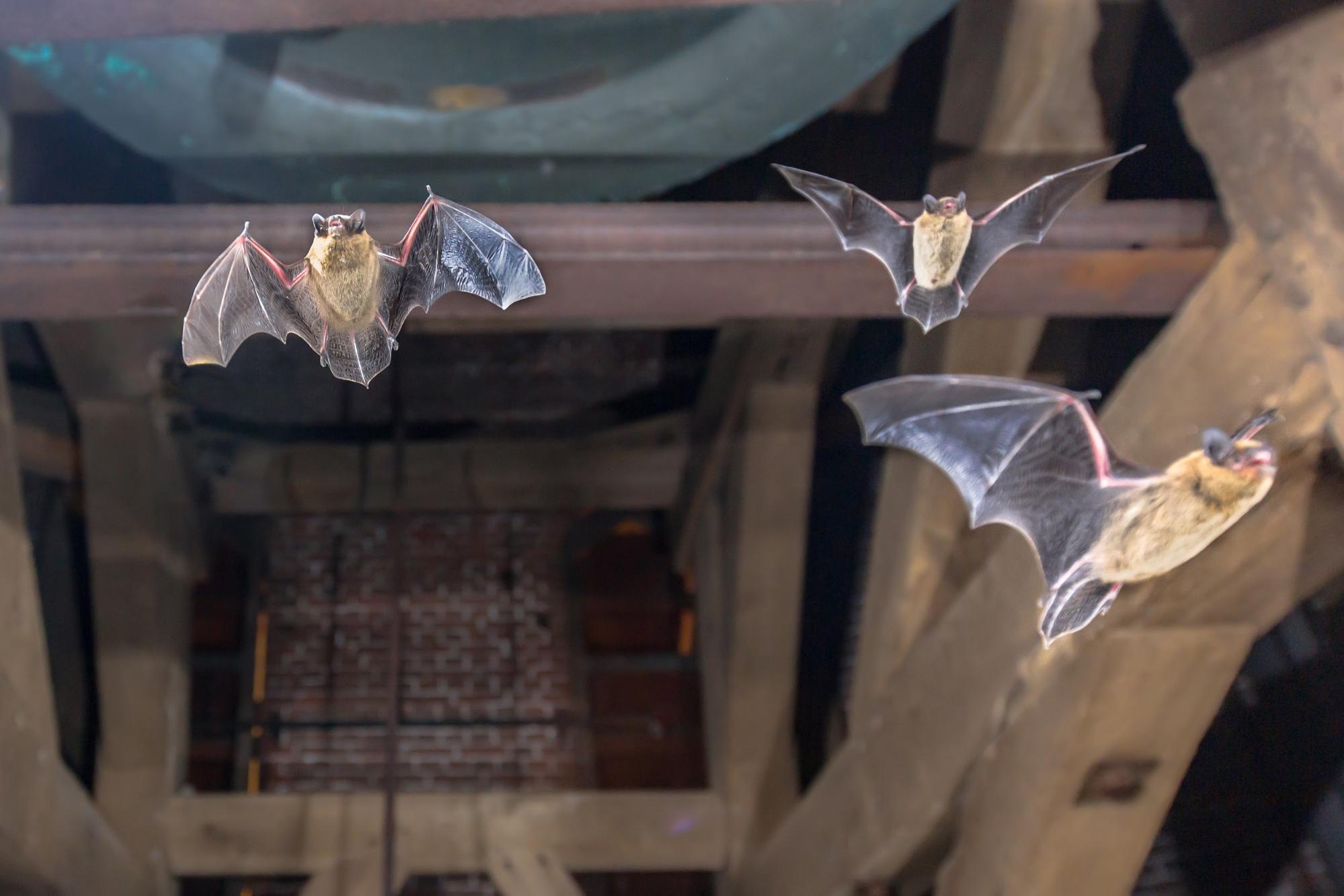 Bats flying inside wooden-beam roofed structure, amidst dim surroundings.