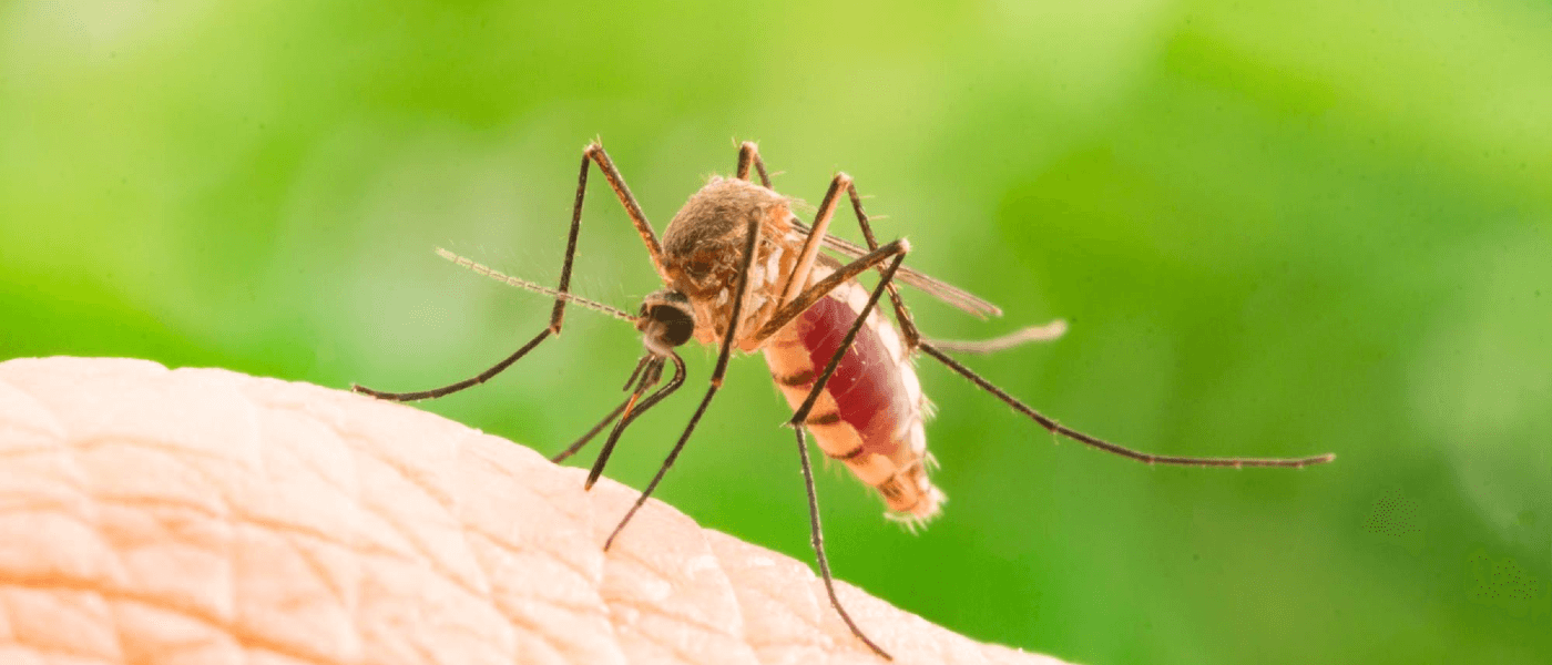 8 Mosquito Myths Debunked