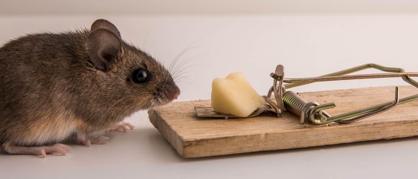 Mouse sitting beside a mouse trap loaded with cheese