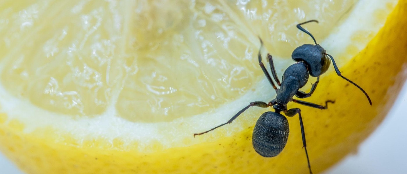Close-up of ant on a lemon
