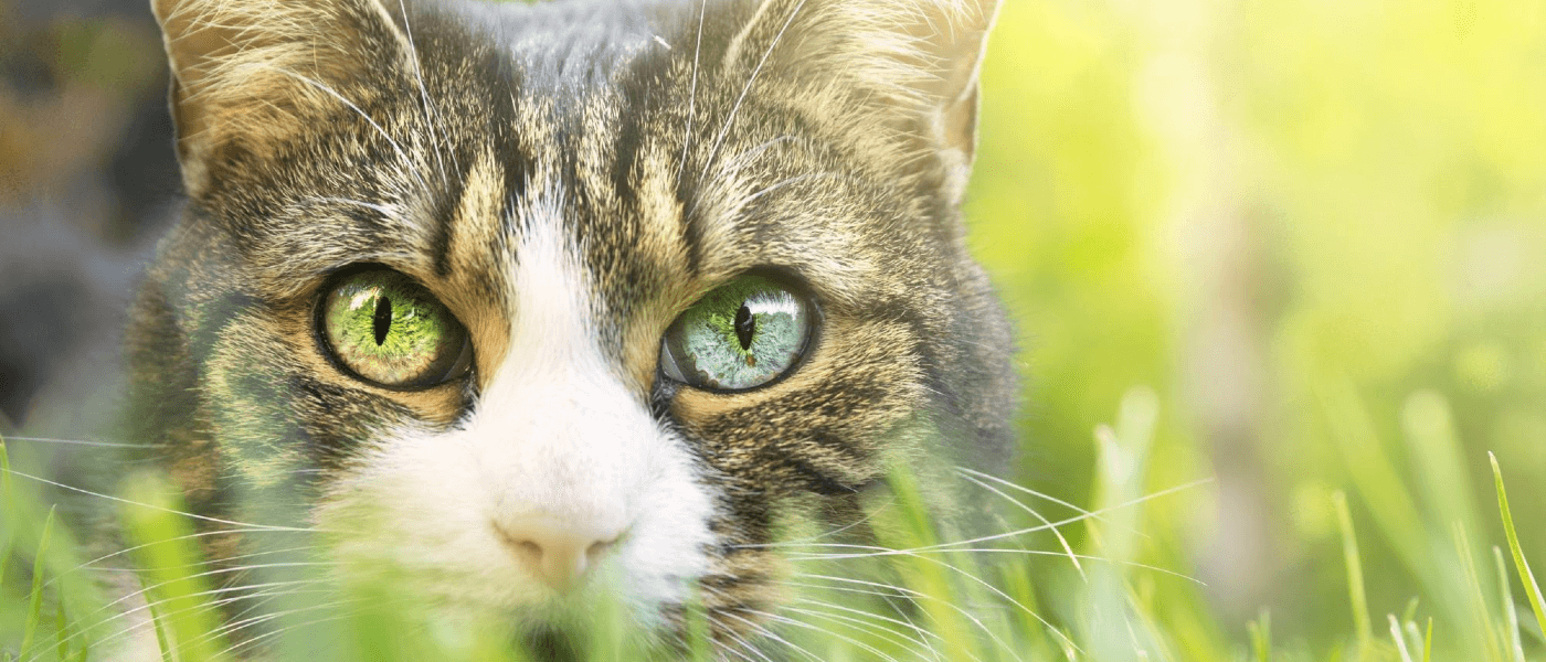 Are Cats Enough to Keep Mice Out?