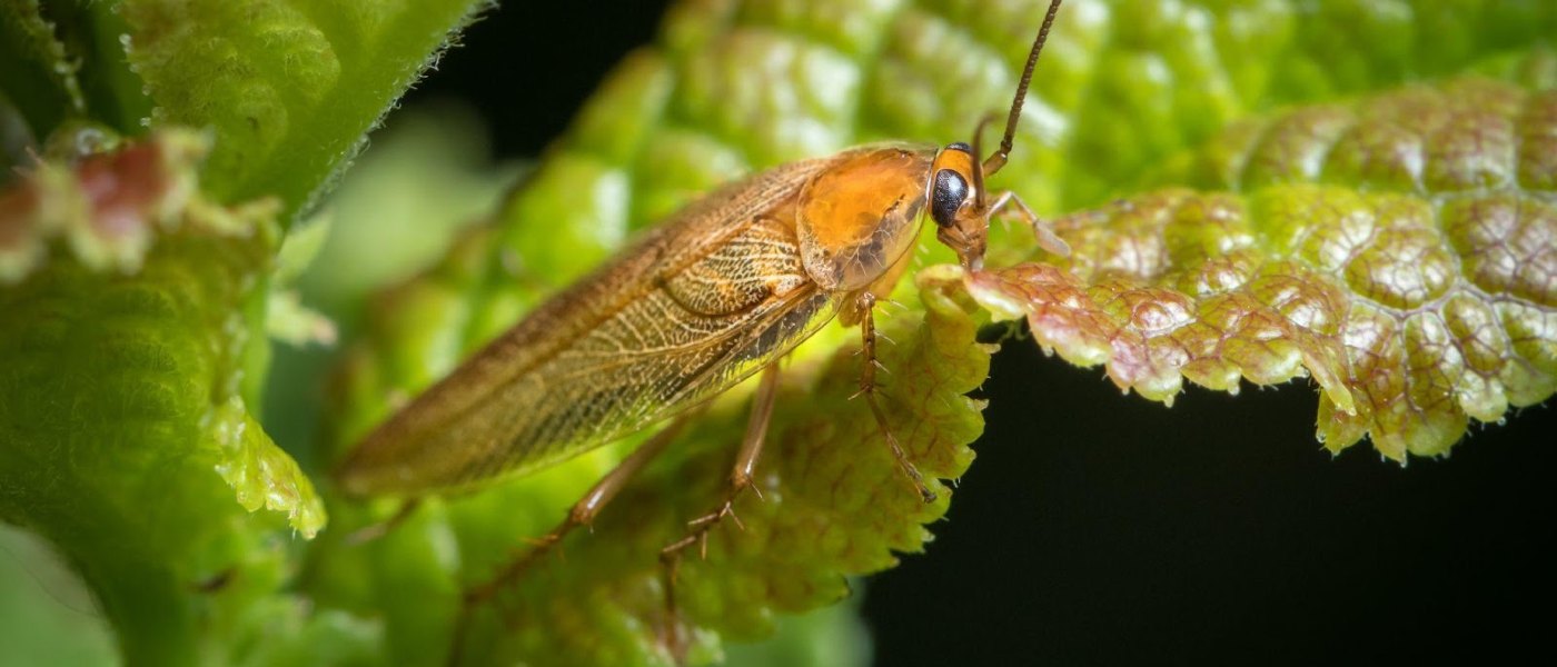 Close-up of cockroach resting on a plant