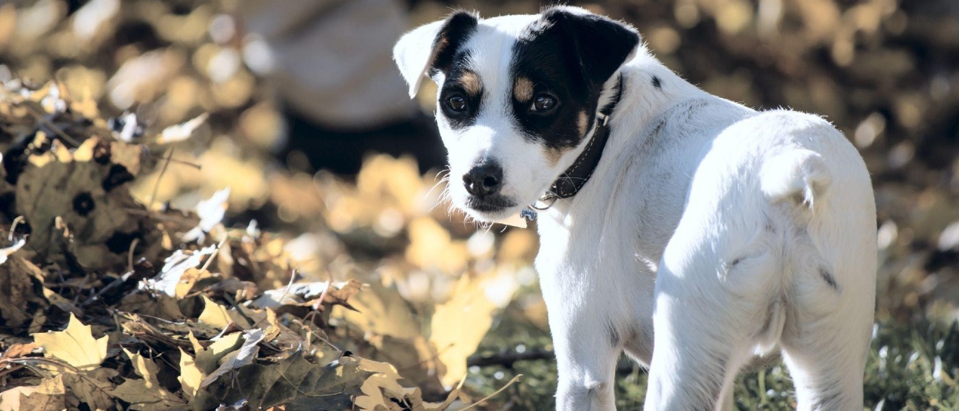 Close-up of dog walking among leaves