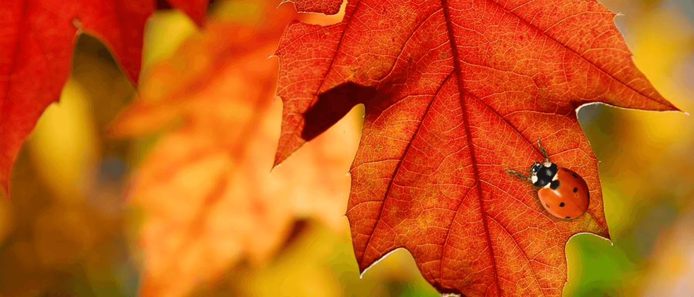 A lady beetle on a bright red autumn leaf