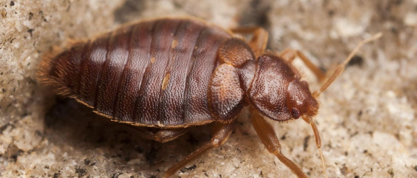 Close-up of a bat bug