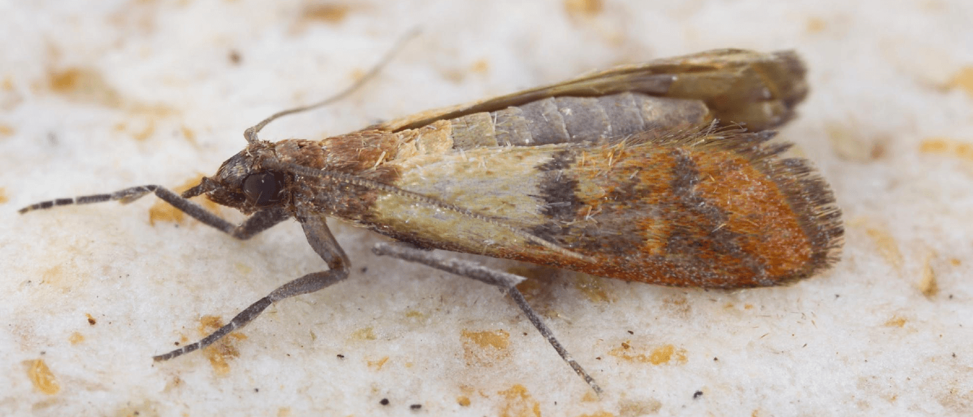 Clothes Moths Versus Pantry Moths