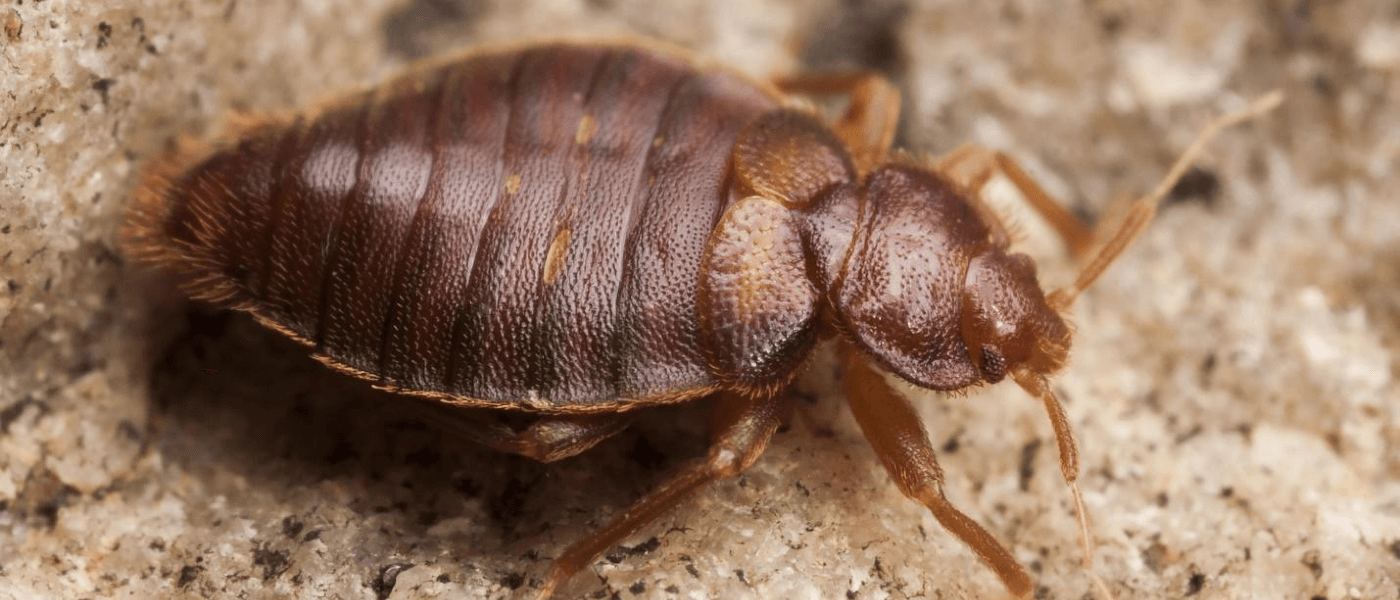 A close-up image on a bed bug.