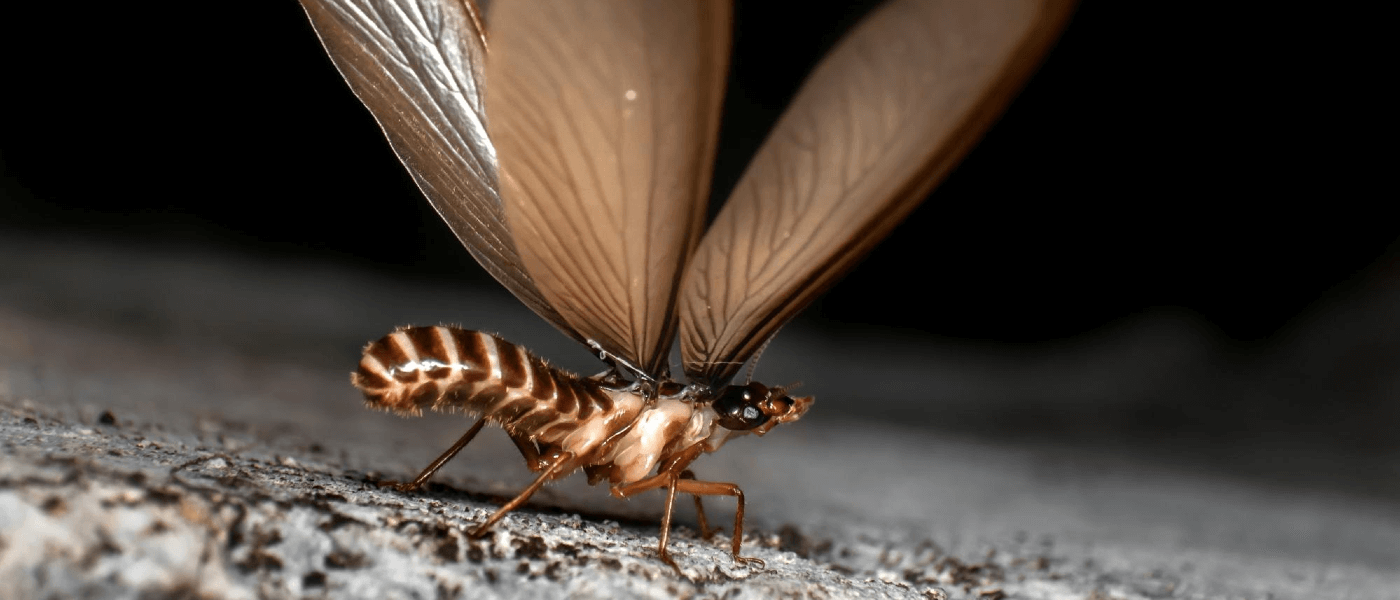 Don't Ever Ignore Wings By the Windowsill