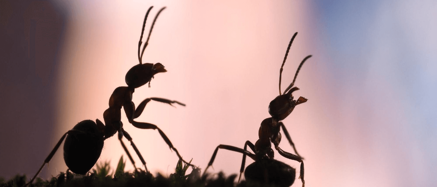 Don't Wait for the Ants to Come Marching in