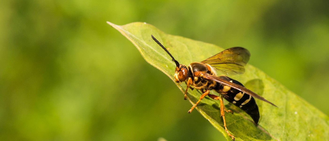 Close-up photo of a cicada killer