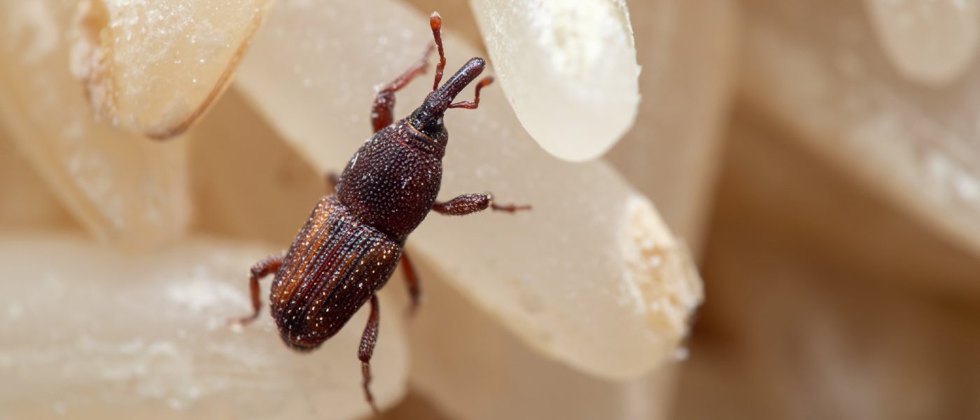 Close-up of a weevil amid a pile of rice