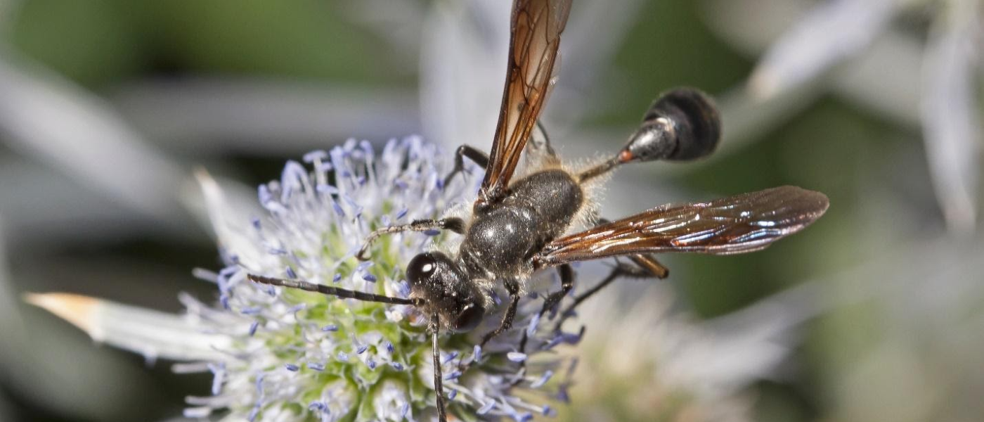 Close-up of a grass-carrying wasp