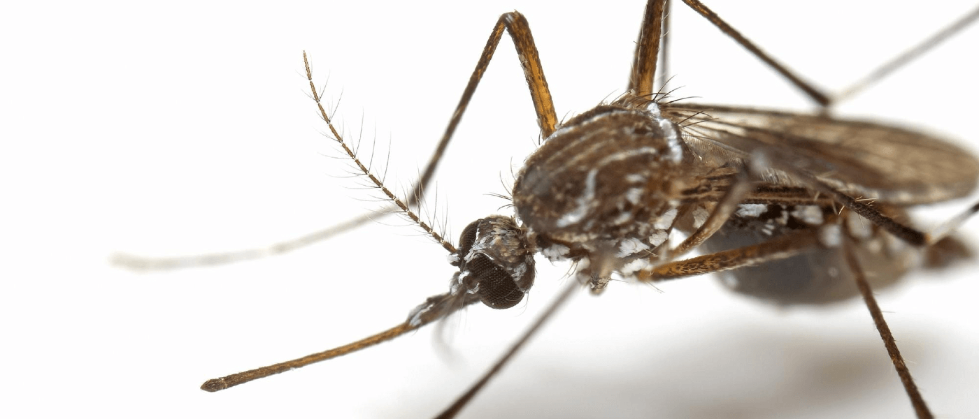 Finding Mosquitoes in the Winter? Here’s Why.