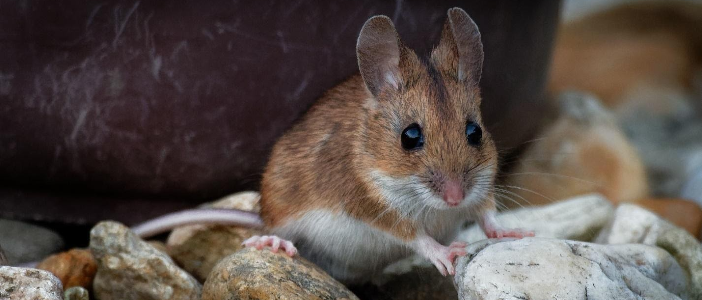 Close-up photo of a mouse