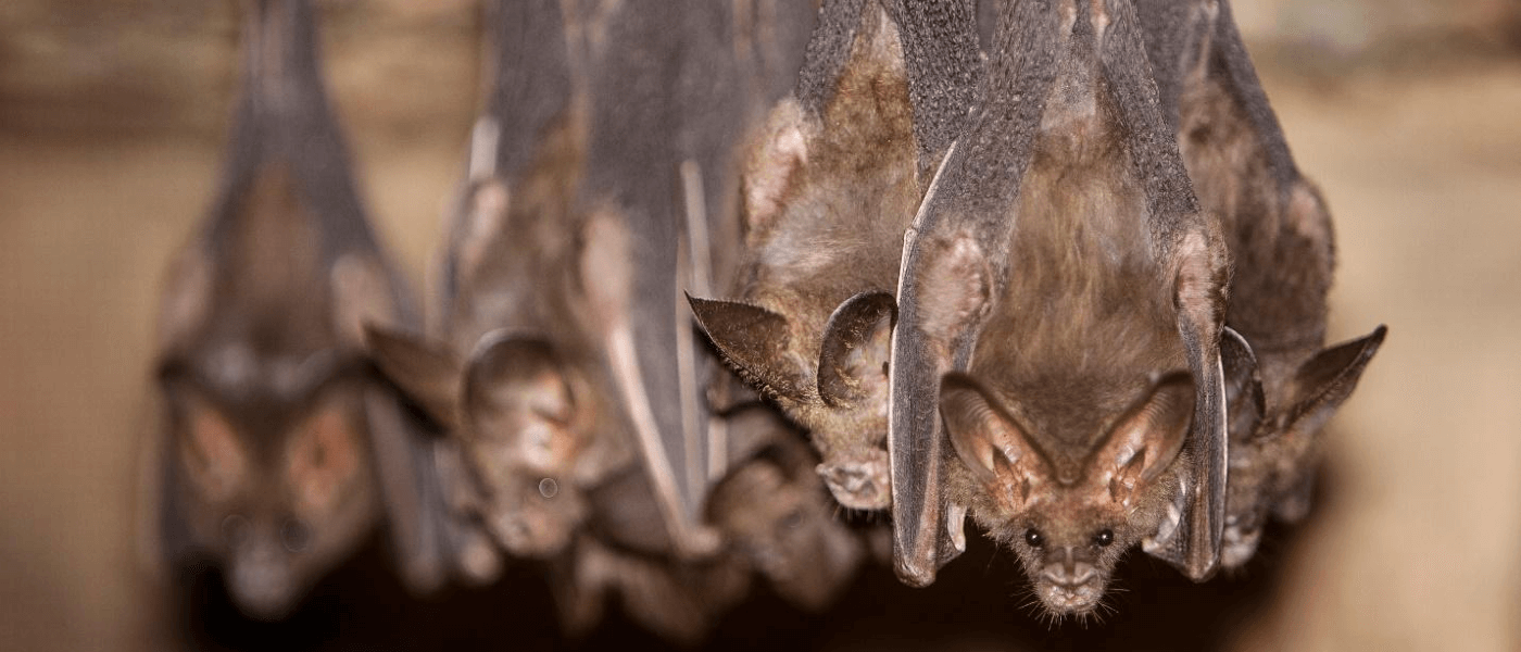How Much Do Bats Really Help Control the Mosquito Population?