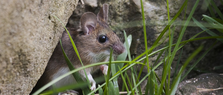 Mouse hiding outdoors amid rocks and grass