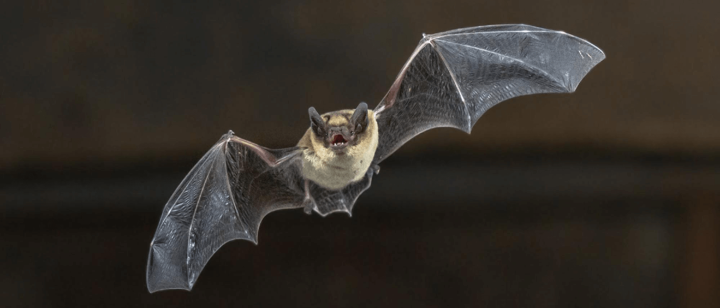 How to Deal with Bats in the Winter Months