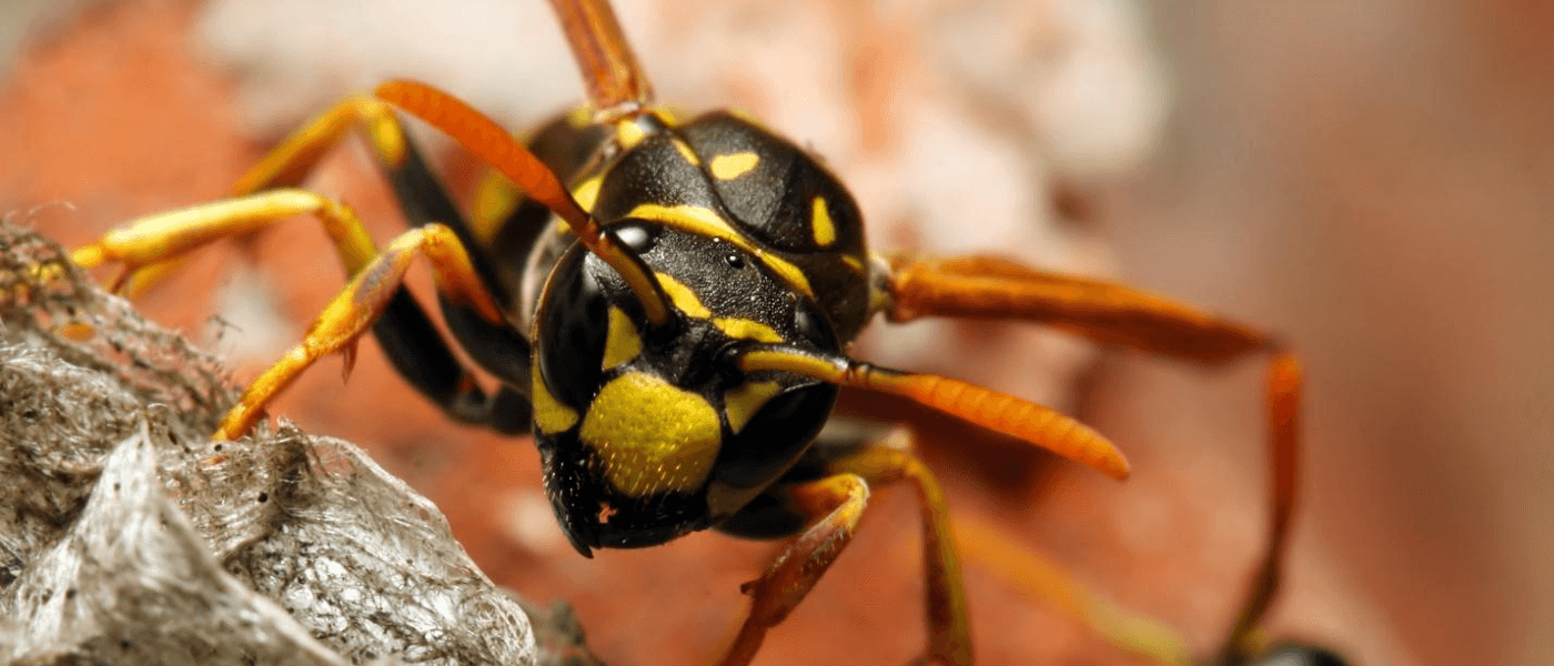 A wasp perched on its nest.