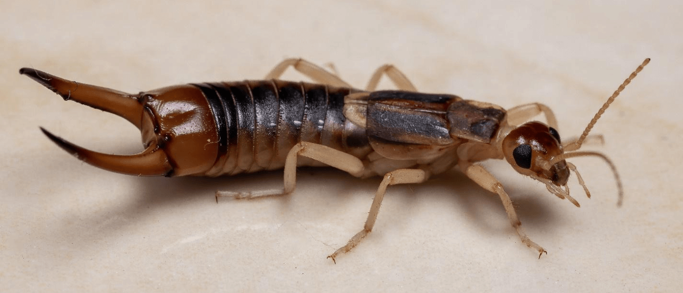 Image of an earwig.