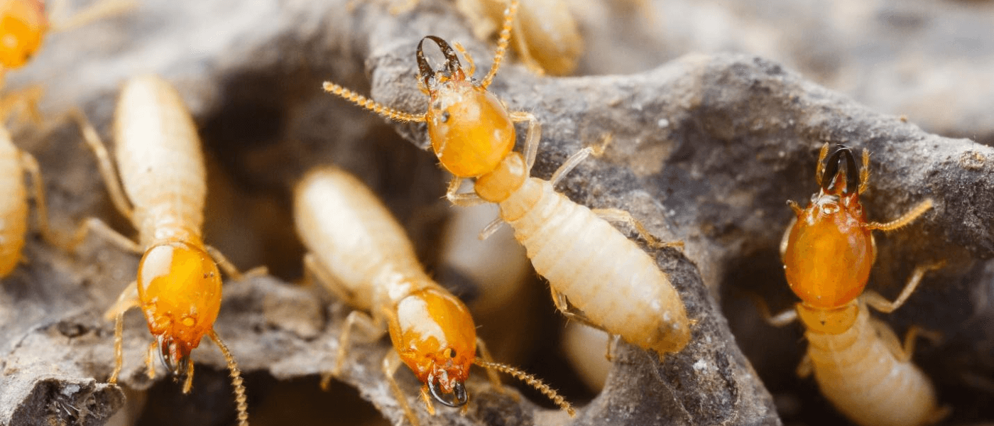 How to Recognize Old vs New Termite Damage