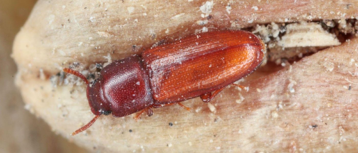 Close-up photo of a flour beetle