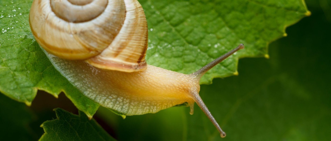 Close-up photo of a snail