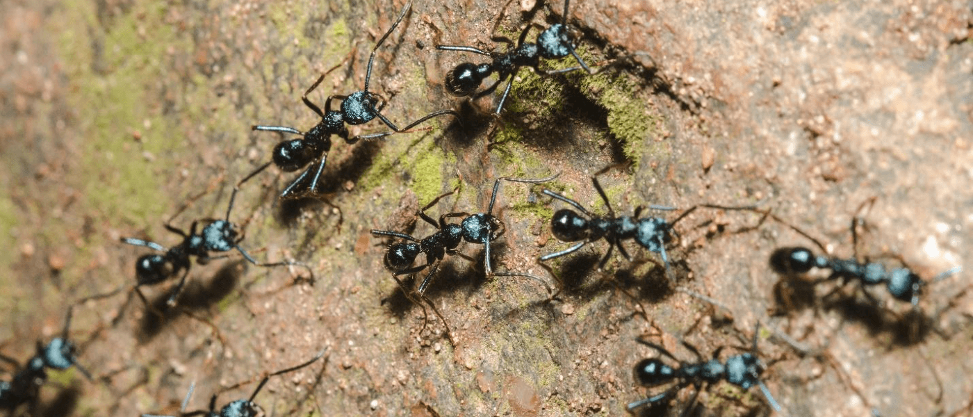 Keep Ants Off Your Property this Summer