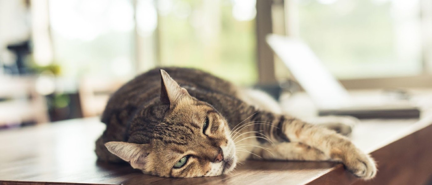 Cat laying down on the edge of a desk