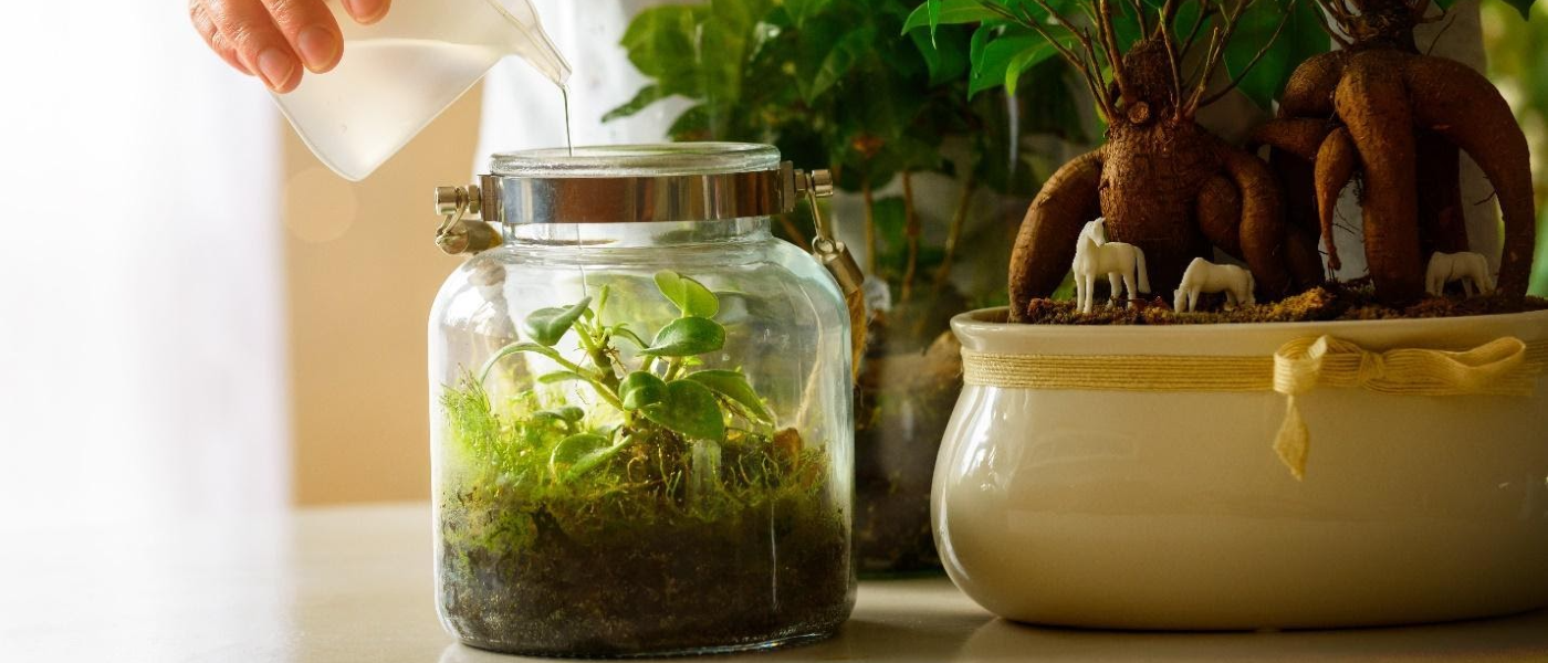 Indoor plants on a table being watered