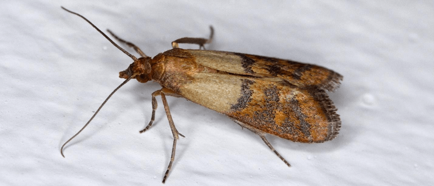 Pantry Moths vs. Clothes Moths: The Differences That Matter