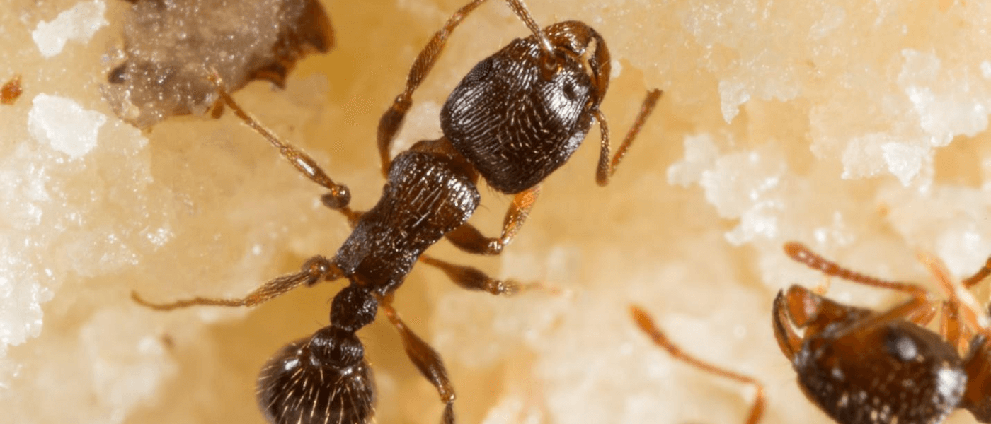 An image of pavement ants crawling.